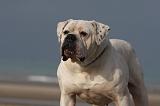 BOULEDOGUE AMERICAIN 120